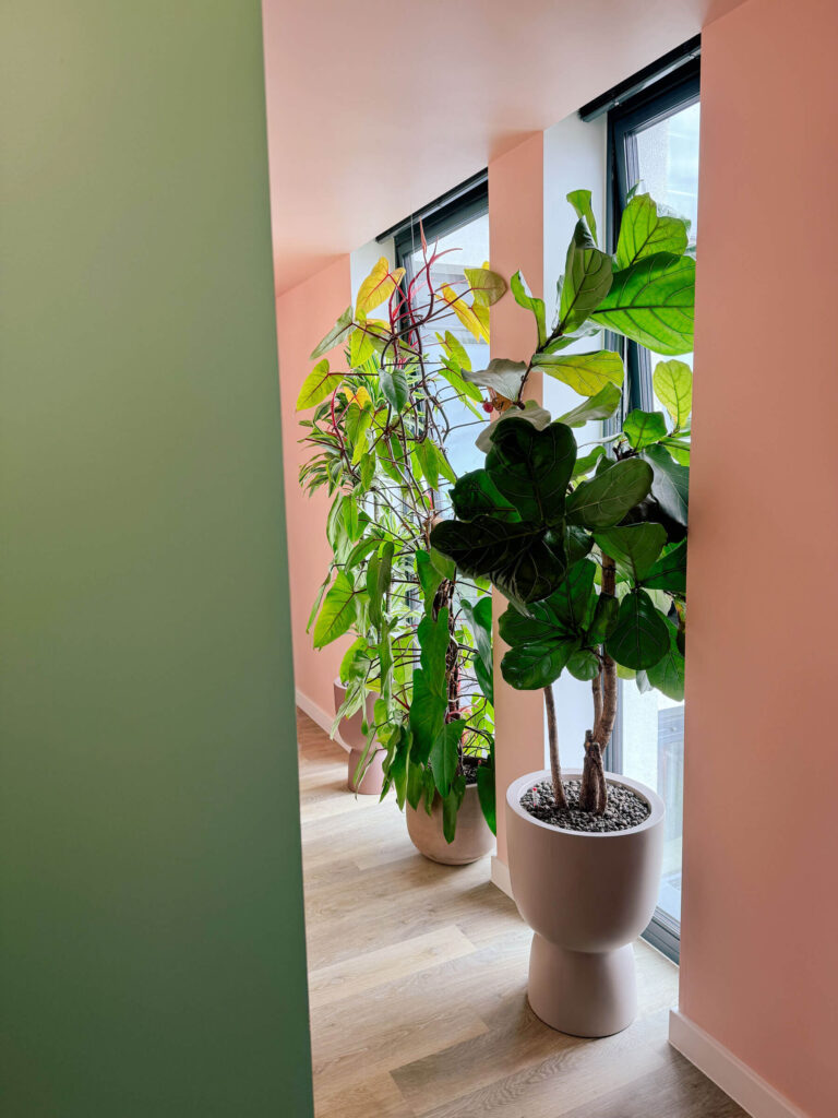 Corridor colour drenched in pink and green and filled with enormous houseplants near the floor-to-ceiling windows.